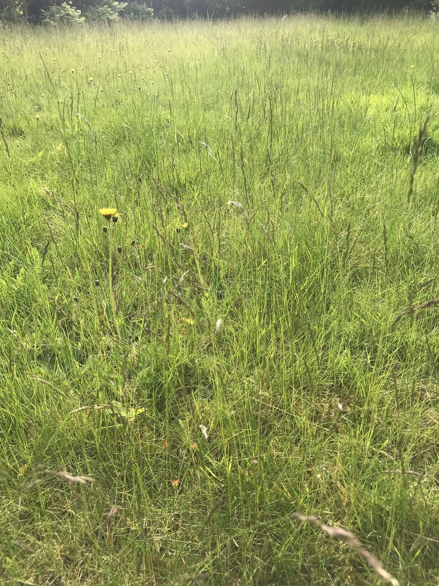 #NoMowMay and now a meadow through the window 🌸 🐝