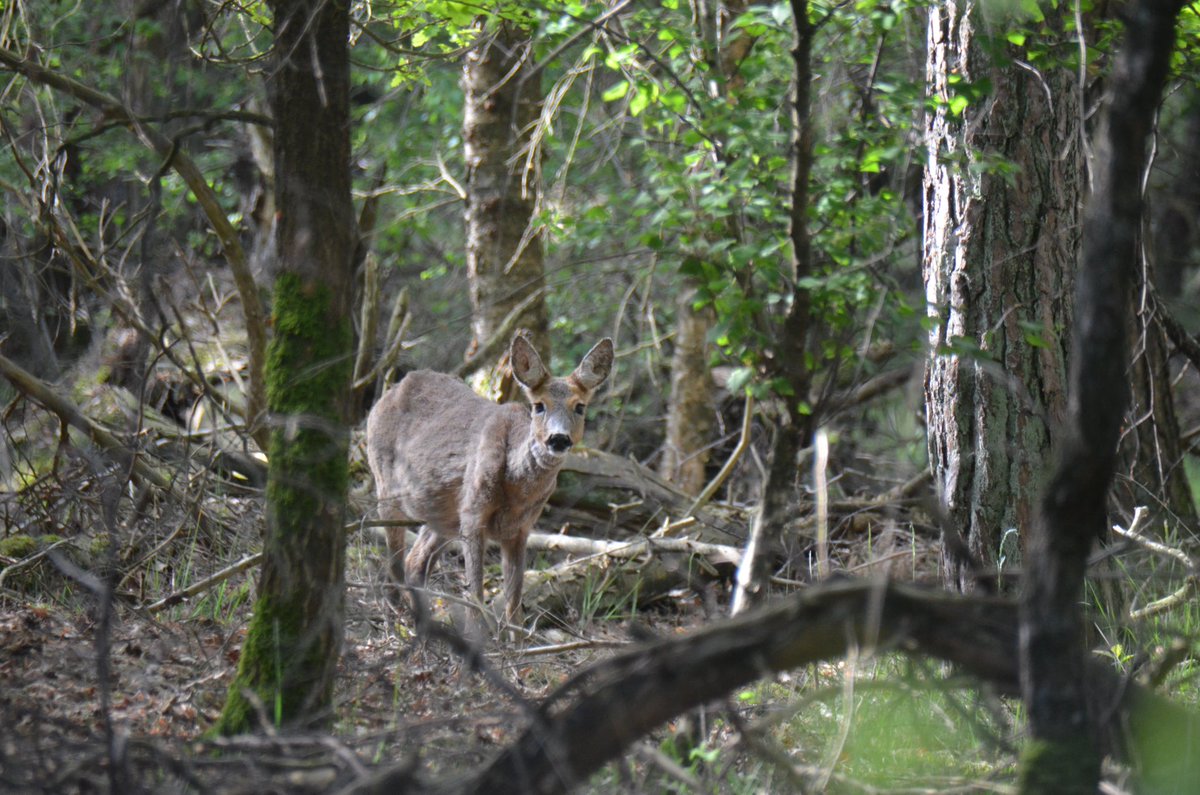 boswachterOss's tweet photo. De middelgrote grazers op Herperduin zijn vaak moeilijk te spotten. Zij dragen in “grote” mate bij aan het open houden van het bos.
#herperduin #natuurgebieddemaashorst #gemeenteoss #datisoss #natuurbeheer #ree #reewild #begrazing #staatsbosbeheer #gemeentemaashorst #natuurbos https://t.co/2nt2zuGHln