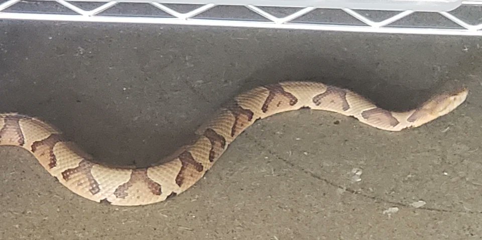 GAFollowers's tweet photo. Eastern Copperhead spotted in someone's garage in Alpharetta, Georgia. These snakes are venomous! https://t.co/3rpCFdCjxK