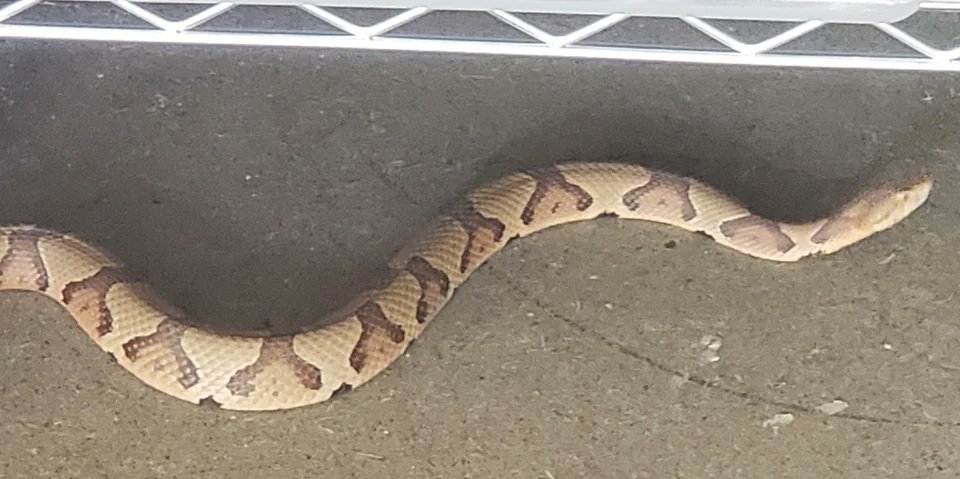 Eastern Copperhead spotted in someone's garage in Alpharetta, Georgia. These snakes are venomous!