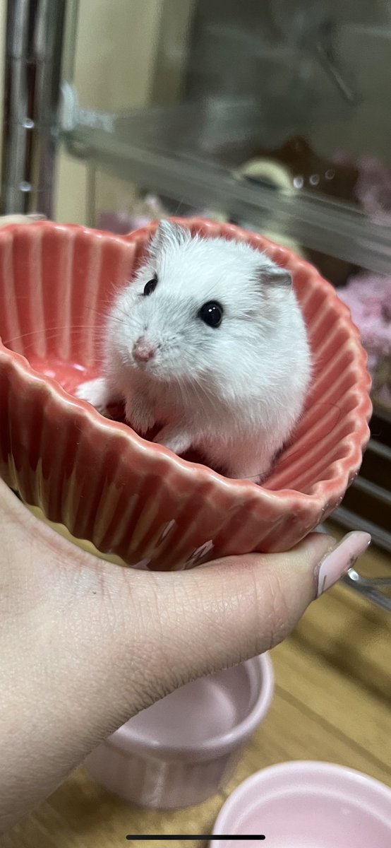 hamhammnm's tweet image. うちに来て2週間顔の黒いのが濃くなってきた(*˘˘*).｡.:*

＃hamster
＃拡散希望
＃コメントください
#ハムスター好きと繋がりたい
#フォローお願いします