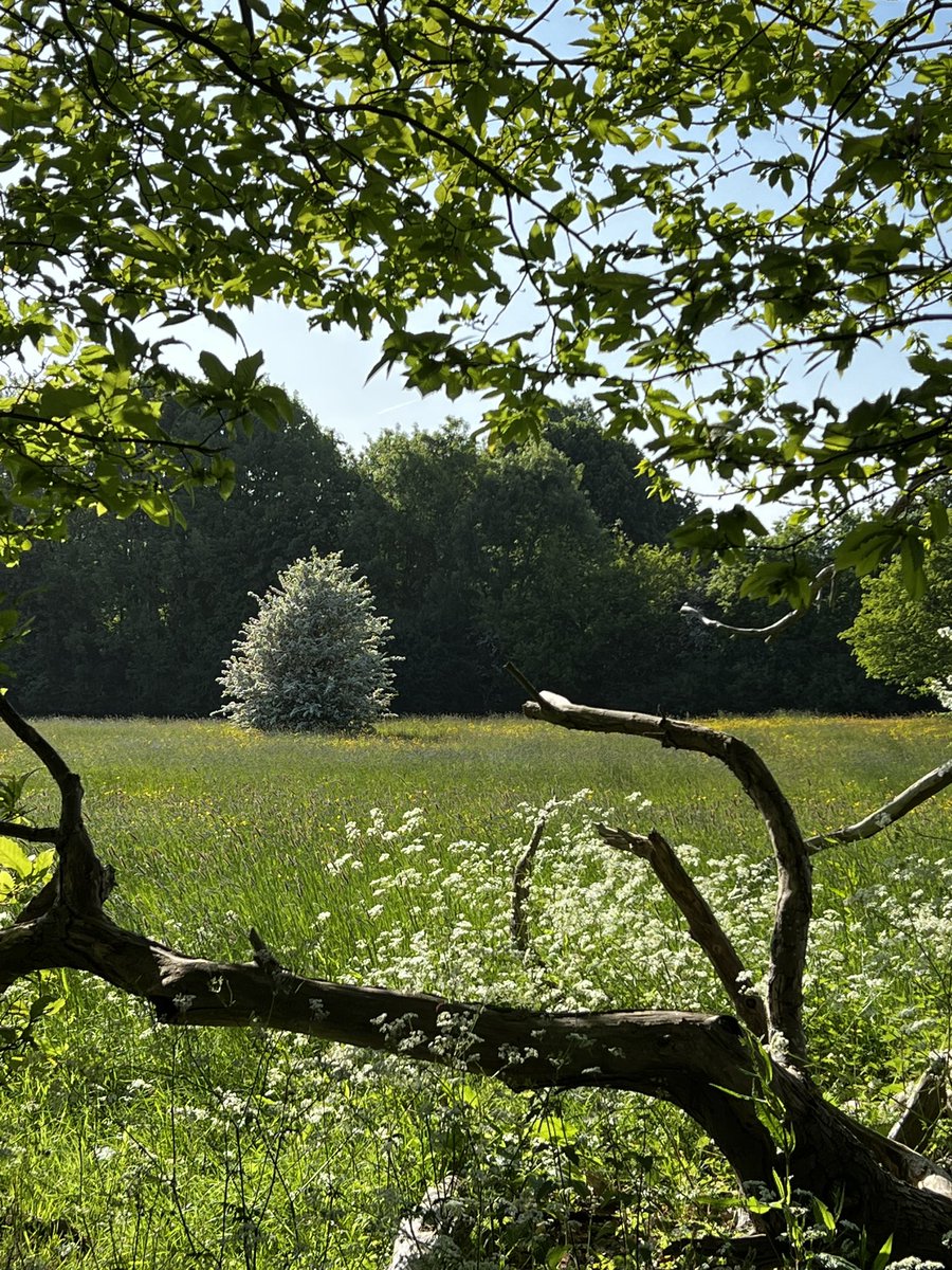WMNature's tweet image. Evening views of Manor Park @west_malling