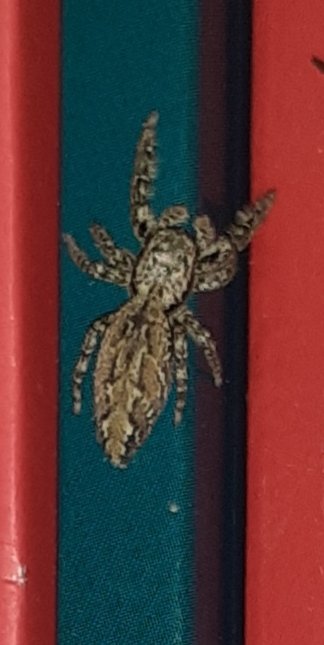 Duidelijk geen #boekenwurm maar deze #schorsmarpissa houdt kennelijk ook van boeken