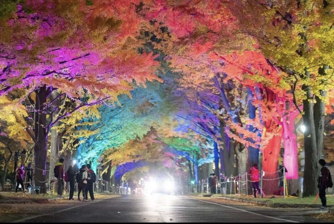 銀杏 並木 北大