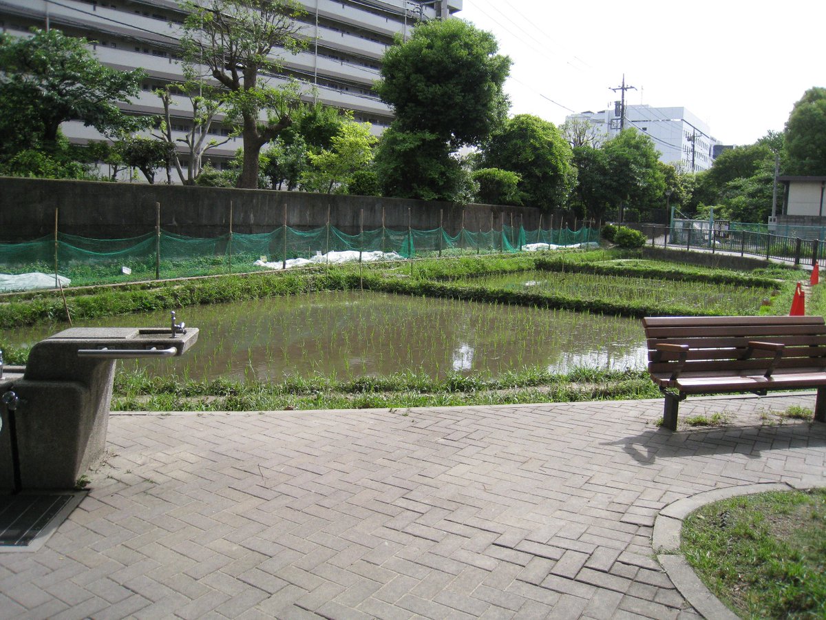 田植えが終わっていた。
近くの小学生がやってると思うんだけど、見たことが無い。