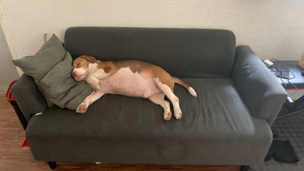 ladybeast05's tweet photo. Strong na big boy ko ❤️ #LucasBoyTheBeagle https://t.co/Bak7IJkRTO