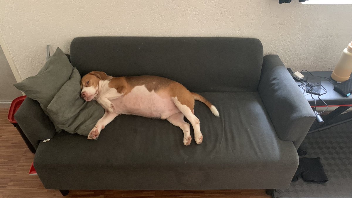 ladybeast05's tweet photo. Strong na big boy ko ❤️ #LucasBoyTheBeagle https://t.co/Bak7IJkRTO