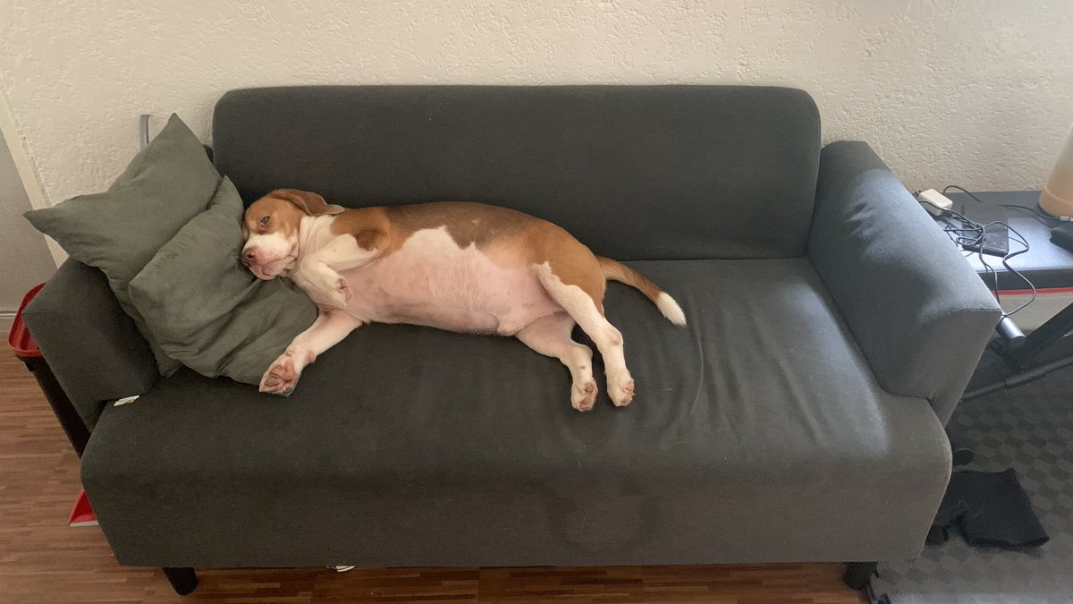 ladybeast05's tweet photo. Strong na big boy ko ❤️ #LucasBoyTheBeagle https://t.co/Bak7IJkRTO