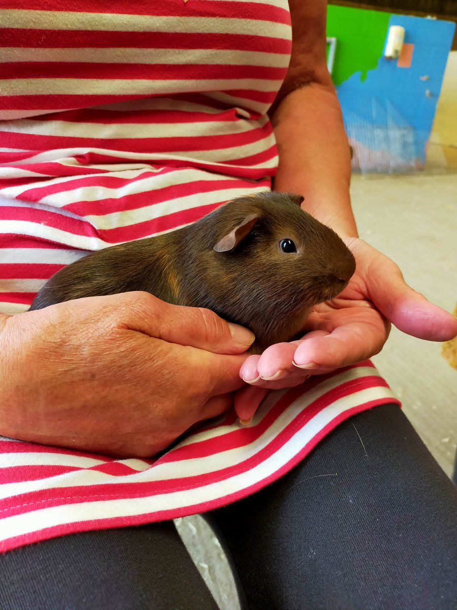 We now have three baby Guinea Pigs! We need to come up with names, can you help? Come visit us to meet them &amp; our other furry friends #guineapig #bunny #tortoise #pettinganimals #goat #pig #sheep #hens #chickens #cockerel #ducks #shetlandponies #littlefarmers #madewellhatherleigh