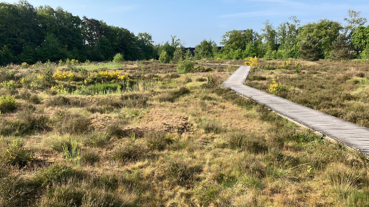 witblok's tweet image. 