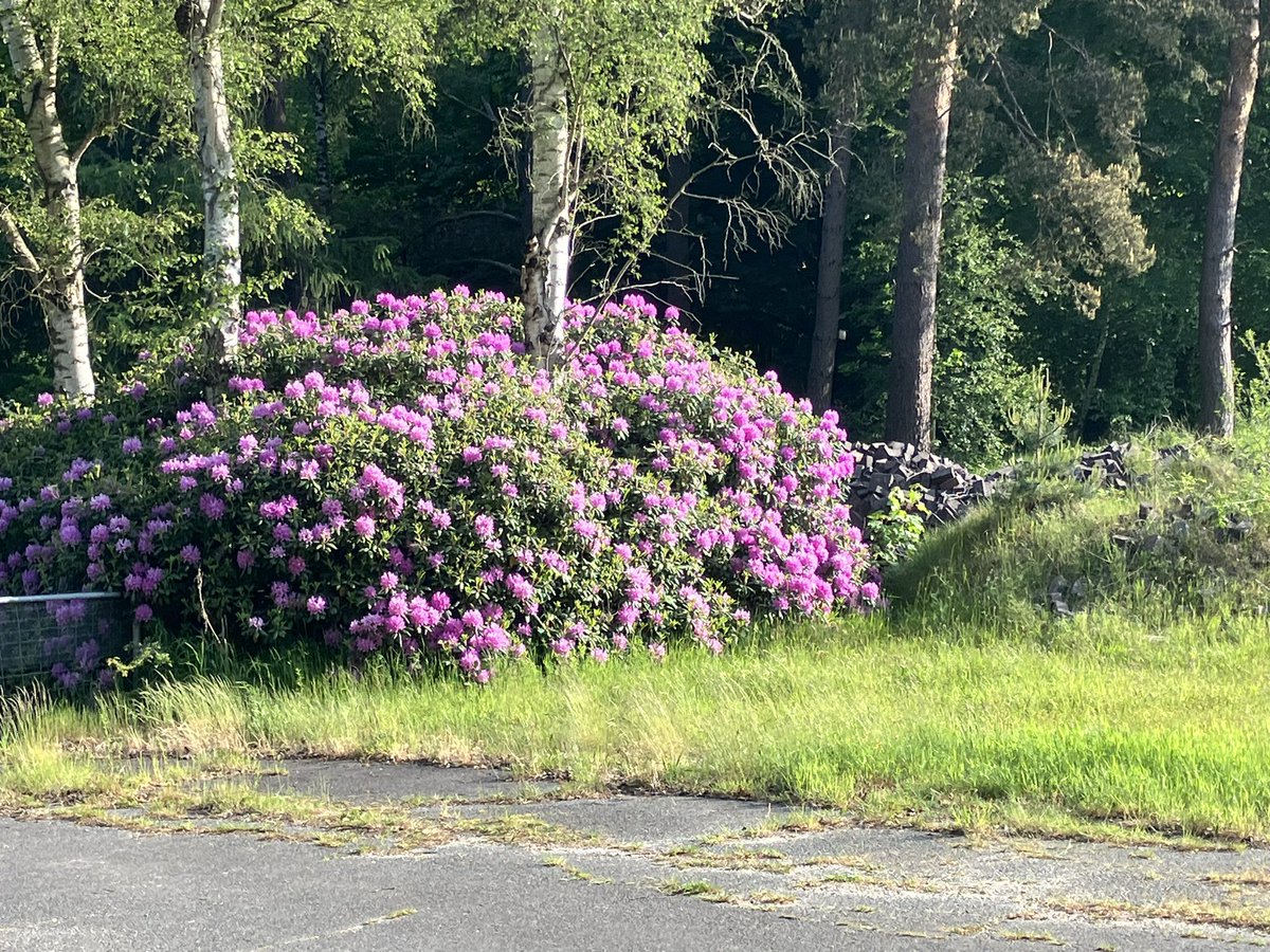 witblok's tweet image. 