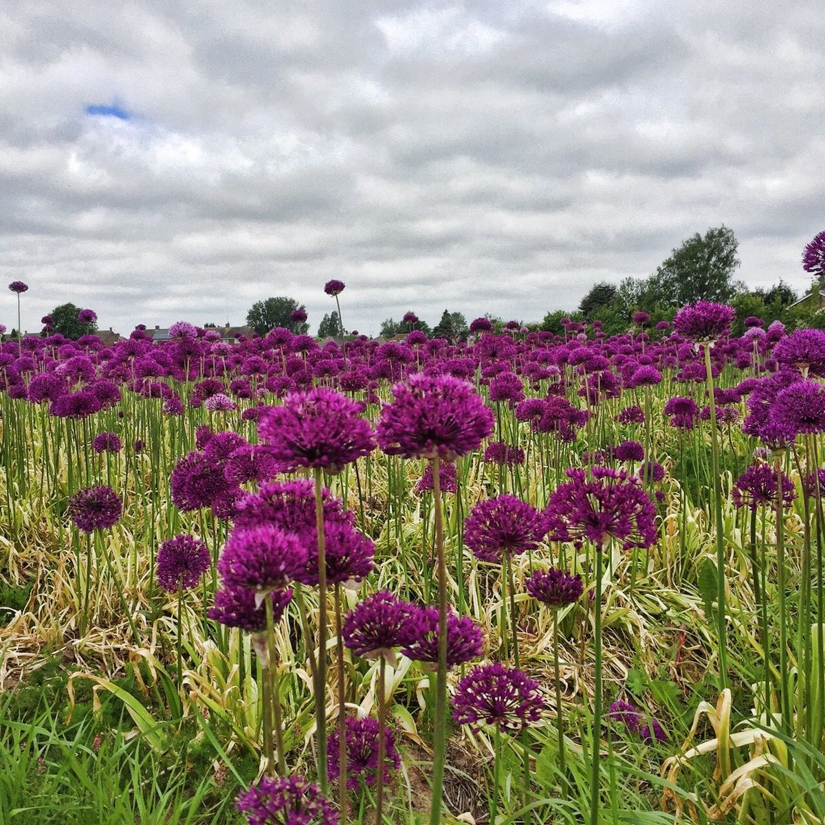 Purple Haze. 💜Alliums as far as the eye can see. 😍 #SaturdayVibes #botanicalpickmeup