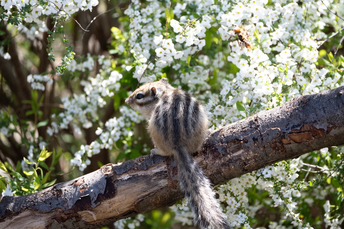 おつかれさまです。

先日りすの家で撮影したかわいこちゃん。
白い花はユキヤナギ。

#NikonZfc #写真好きな人と繫がりたい