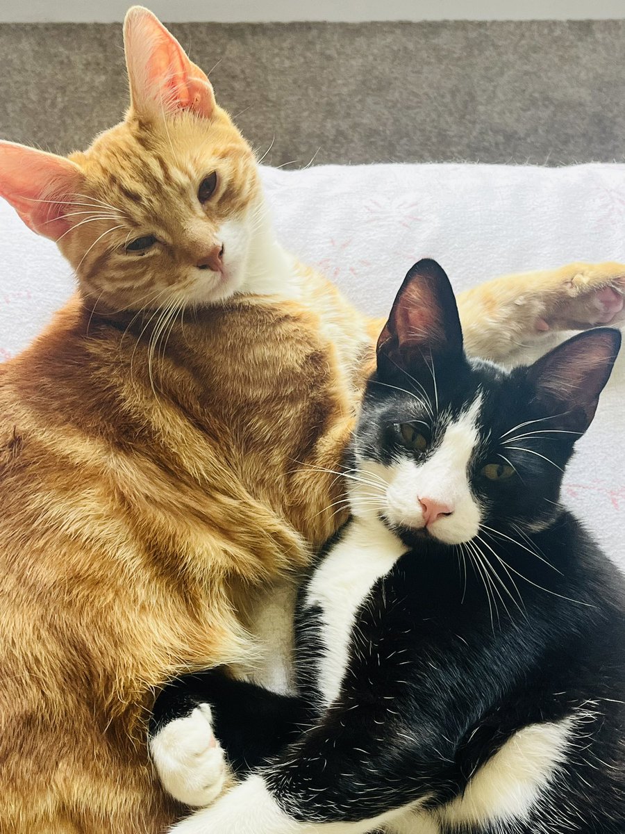 GrowlyMeowly's tweet photo. #Caturday cuddles 😻 https://t.co/oYOdLKaPHp