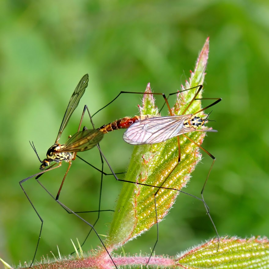 thequietwalker's tweet photo. #cranefly #Tipulidae https://t.co/WDdizwXpZ2