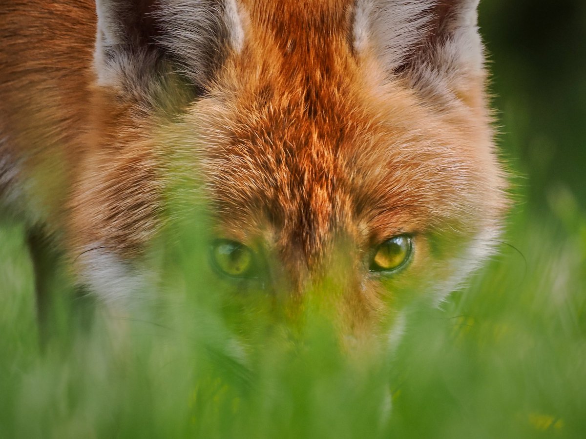 The eyes have it 
#FoxOfTheDay #redfox #bbcspringwatch #wildlifephotography
