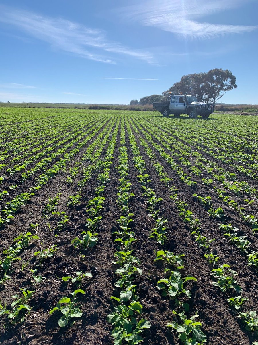 ag_western's tweet photo. Good to see some great growth and germination of canola around the place. https://t.co/qNGD9V4abq