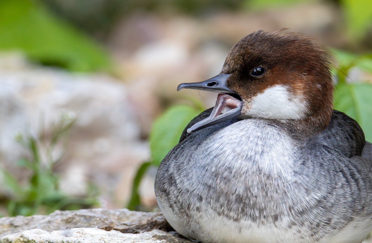 beakandlens's tweet photo. A very tired female smew I saw at the local zoo yesterday. 

Their German name is "Zwergsäger" (Dwarf Sawyer) which, I believe, comes from their saw-like beaks and the fact that they're pretty small. 

#bird #birds #birding #birdphotography #birdsoftwitter https://t.co/8BTIhlC6E0