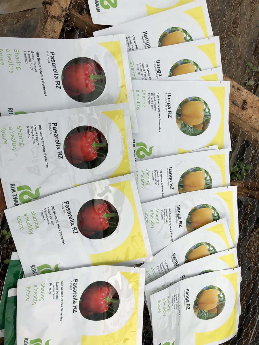 The sowing process must begin with quality seeds. Pasarella R Z F1 and Ilanga RZ F1 are the best capsicum varieties in Kenya and  @GenNdolo 😉 gets it. #capsicumfarmers 
#rijkzwaanseeds
