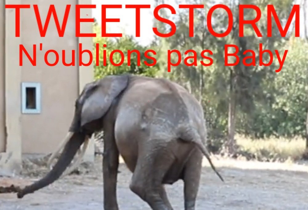 ⚠️⚠️ TWEETSTORM ⚠️⚠️
Le samedi 3️⃣ et le dimanche 4️⃣ juin.
⚠️Tempête de tweets pour l'éléphante Baby.
🚨 Baby compte sur vous le week-end prochain ‼️