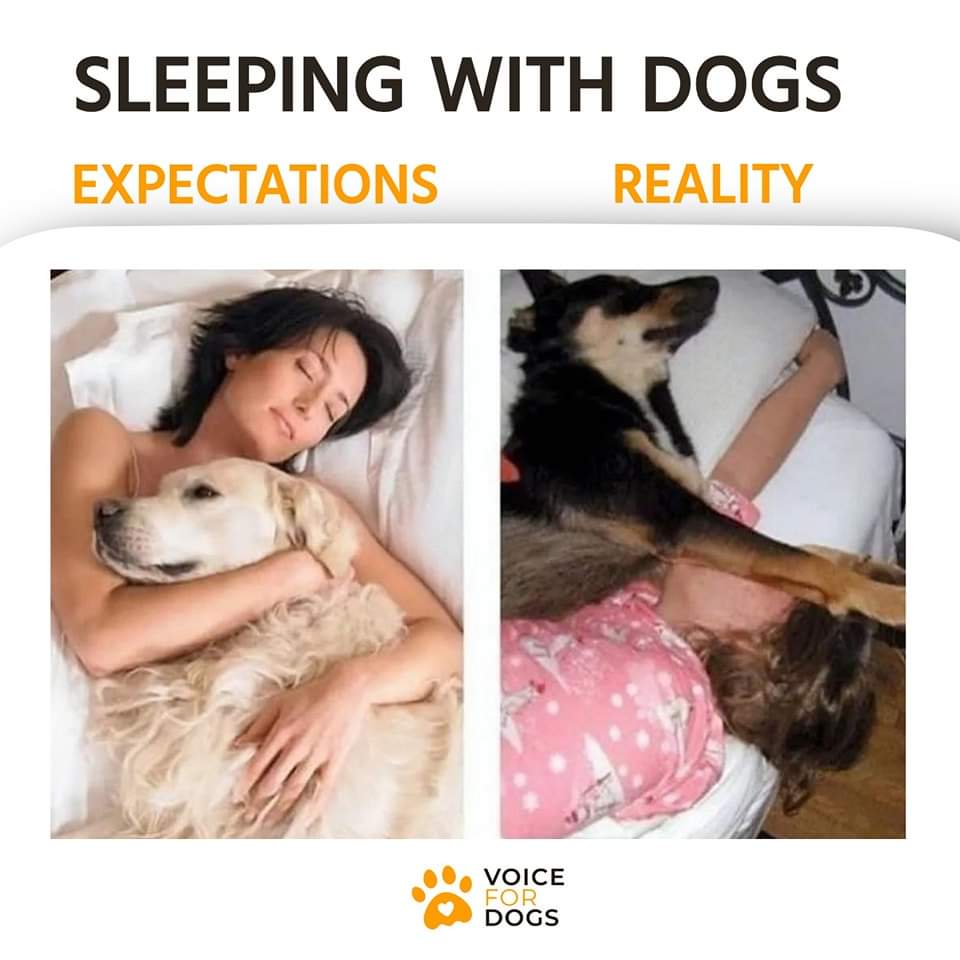 VoiceForDogsOrg's tweet image. Expectation vs Reality of sleeping with my dog
#dogsaresilly #sleepingwithdogs #sillydogs
