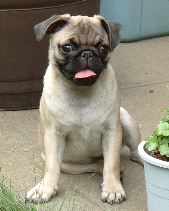 #お迎えした頃の自慢の一枚見せて 
ブリーダーさんのもとでしっかりするまでいたのでペットショップ経由の子よりは大きくなってからうちに来ました https://t.co/AQM1Cy34CQ