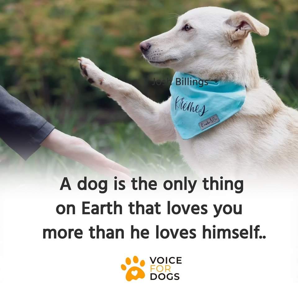 VoiceForDogsOrg's tweet image. Expectation vs Reality of sleeping with my dog
#dogsaresilly #sleepingwithdogs #sillydogs