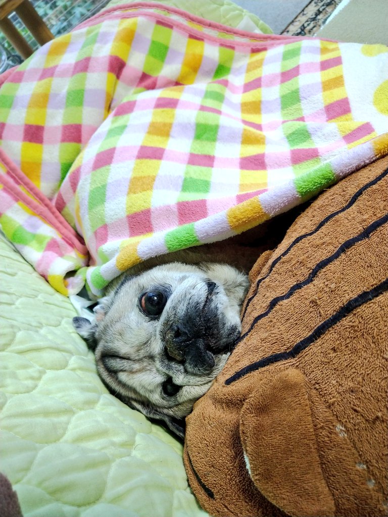 最晩年(16歳)
シニアはアザラシみたいで可愛い https://t.co/5V5ZvV3zjM