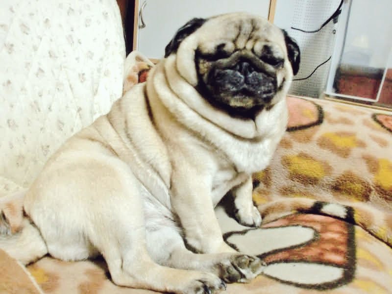 えーーん牡丹ちゃんに会いたいなあ…
(しかしこのペンネームにした時から一緒に頑張ってるんだって思ってるよ！)
眠い顔可愛い https://t.co/UtzHPI89jj