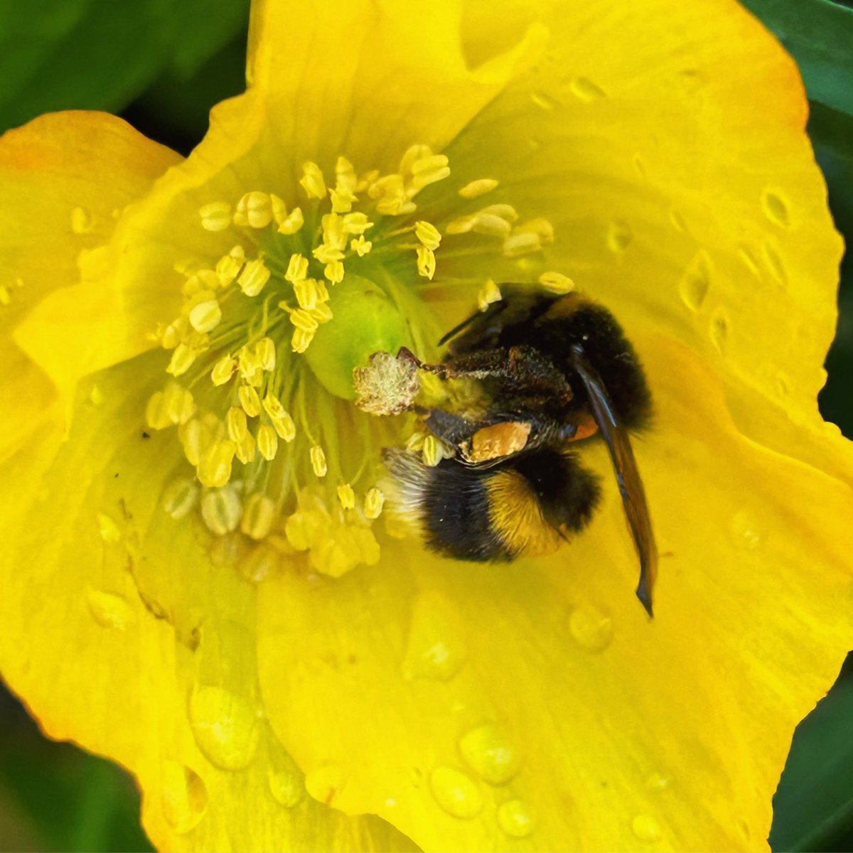 Happy bee…
💛🐝

#SaveTheBees #Bee #LoveBees