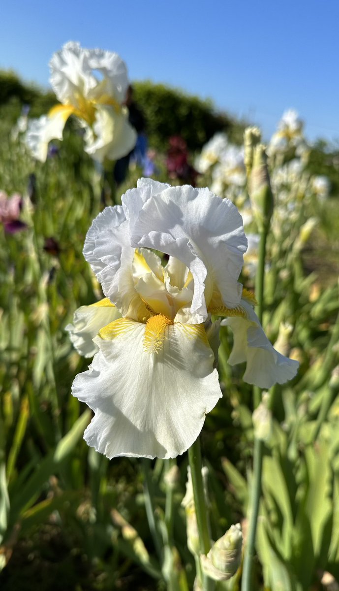 TB Iris ‘Arctic Sunrise’ in the stock beds, available online from early august as bareroot plants! #beardedirises #arcticsunrise #whiteflowers #irisflower #mailorderplants #seagatenurseries #peatfree #barerootplants #irises #hardyplants #iris