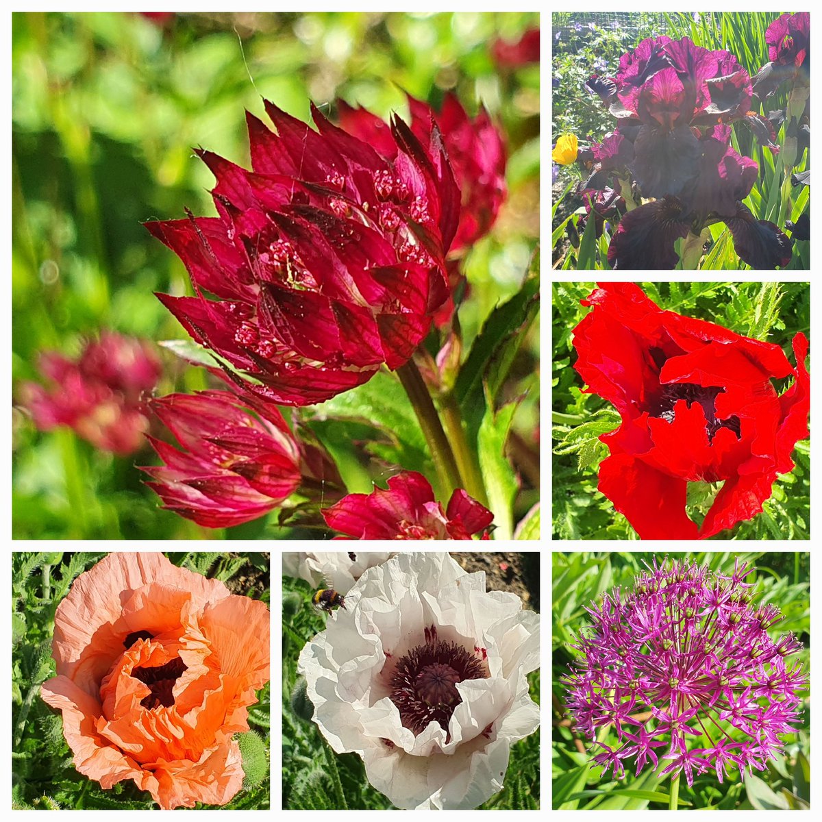 Blazing May! #sixonsaturday #gardenshour #spring #flowers #FlowersPhotography  #GardenersWorld