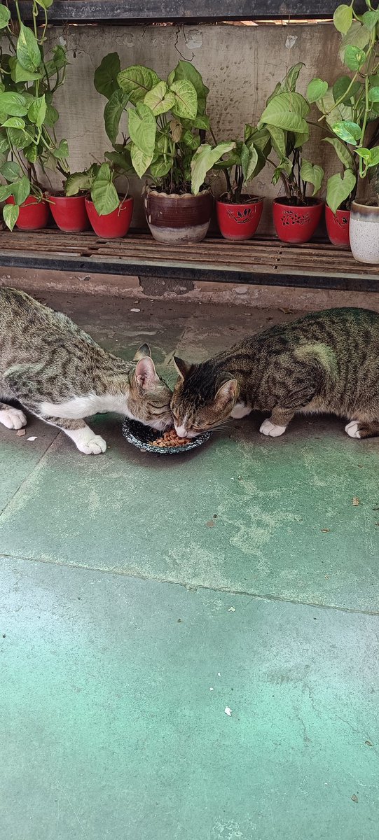 Sharing #Caturday breakfast
@catsofinstagram #catsofweek #catsofinstagram #catsoftwitter #catstagram #catsarefamily #catsareforlife #petsareforlife #petsarefamily #catsiblings #catslivesmatter #adoptdontshop