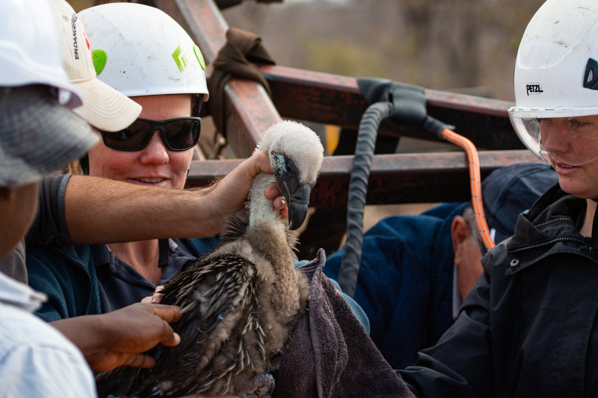 Lindyt18's tweet photo. Greg Martindale from @ConservOutcomes kindly shared these with us some photos he took, back in 2019, of us ringing a #vulture nestling at Klaserie Private Nature Reserve.
#birdsofpreyprogramme
@theEWT #birdringing
#limpopo #conservation @safring_adu
Photos Β© Greg Martindale https://t.co/PLhWk60zfe