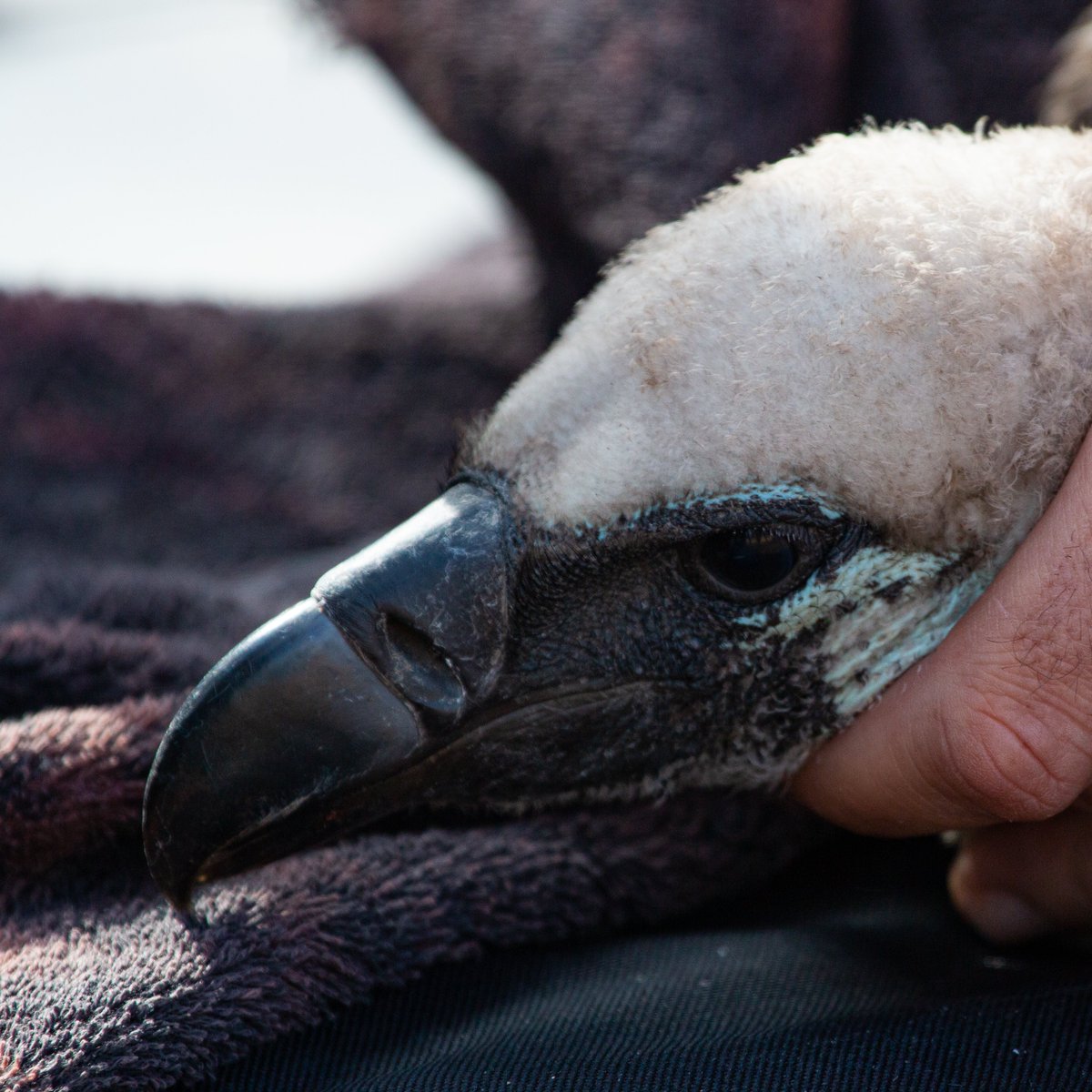 Lindyt18's tweet photo. Greg Martindale from @ConservOutcomes kindly shared these with us some photos he took, back in 2019, of us ringing a #vulture nestling at Klaserie Private Nature Reserve.
#birdsofpreyprogramme
@theEWT #birdringing
#limpopo #conservation @safring_adu
Photos Β© Greg Martindale https://t.co/PLhWk60zfe
