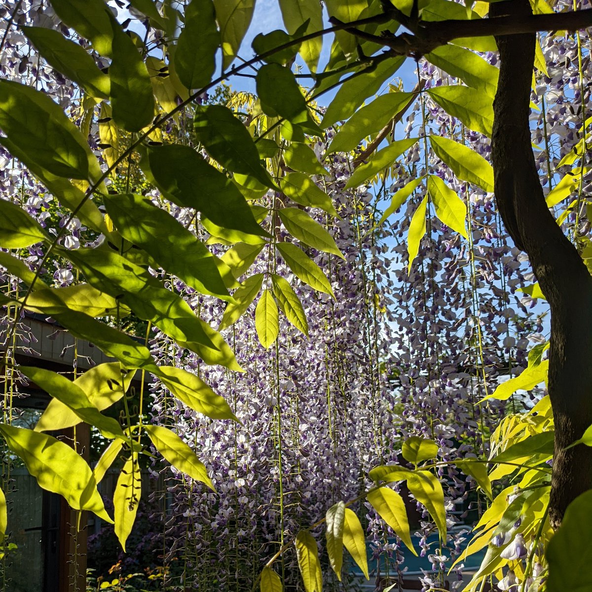 Blessings. 🌱🌍💚
.
.
#WisteriaWatch