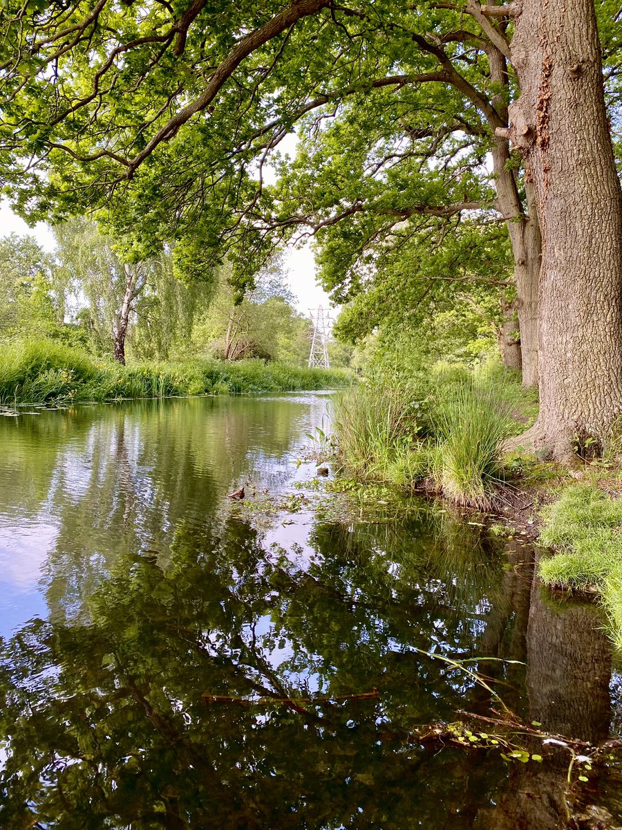 Morning walk #BasingstokeCanal ,  #BedserTrail , #HorsellCommon , #Woking , #WeLoveWoking , #Surrey