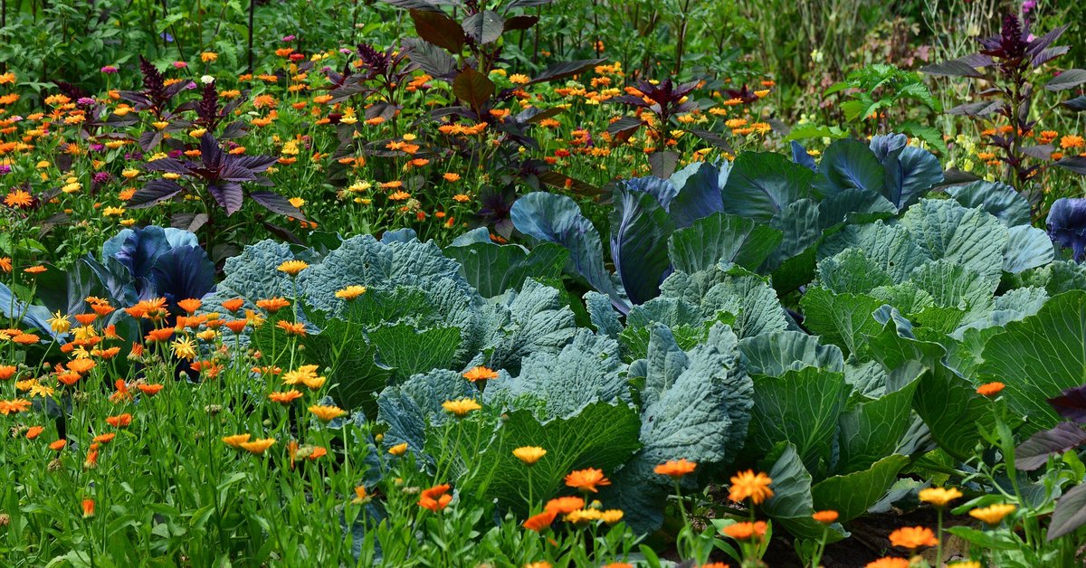 ici Pays d'Auvergne (@icipaysauvergne) on Twitter photo Participez à la Coupe France Bleu Pays d'Auvergne du potager avec <a href="/landestini/">Landestini, La terre est notre destin.</a> et gagnez des bons d'achat en jardinerie 🥔🍅🥕🌶️🥒🧅👨🌾👩🌾 ➡️ l.francebleu.fr/ILTa Participez à la Coupe France Bleu Pays d'Auvergne du potager avec <a href="/landestini/">Landestini, La terre est notre destin.</a> et gagnez des bons d'achat en jardinerie 🥔🍅🥕🌶️🥒🧅👨🌾👩🌾 ➡️ l.francebleu.fr/ILTa