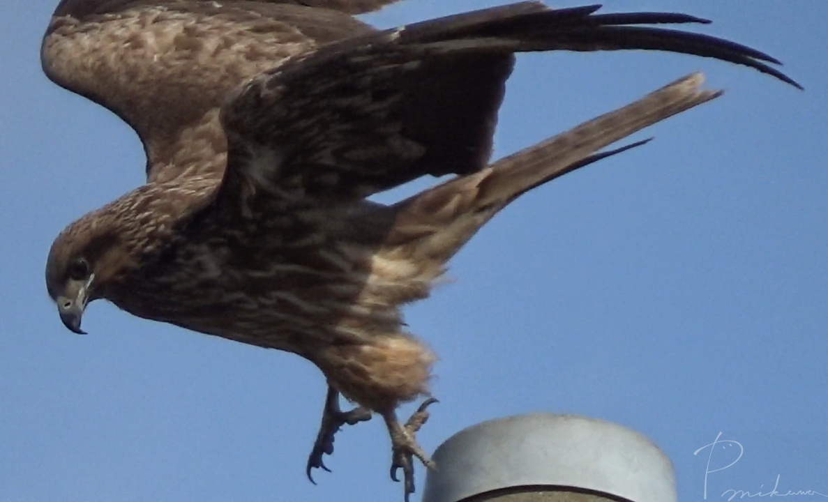 Black Kite, they are great aviators.
#BlackKite #MilvusMigrans #BirdsSeenIn2023 #Japan #OurWorldIsWorthSaving #トビ #野鳥 #birdwatching #wildlife #TwitterNatureCommunity