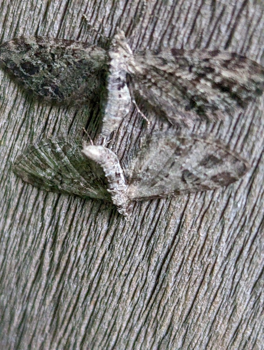WolfieUpNorth's tweet image. So are these 2 Green Pugs at it? 2 and 3 Mottled 4 Common? #Pugfusion @FlyinginFordham @MOTHIDUK