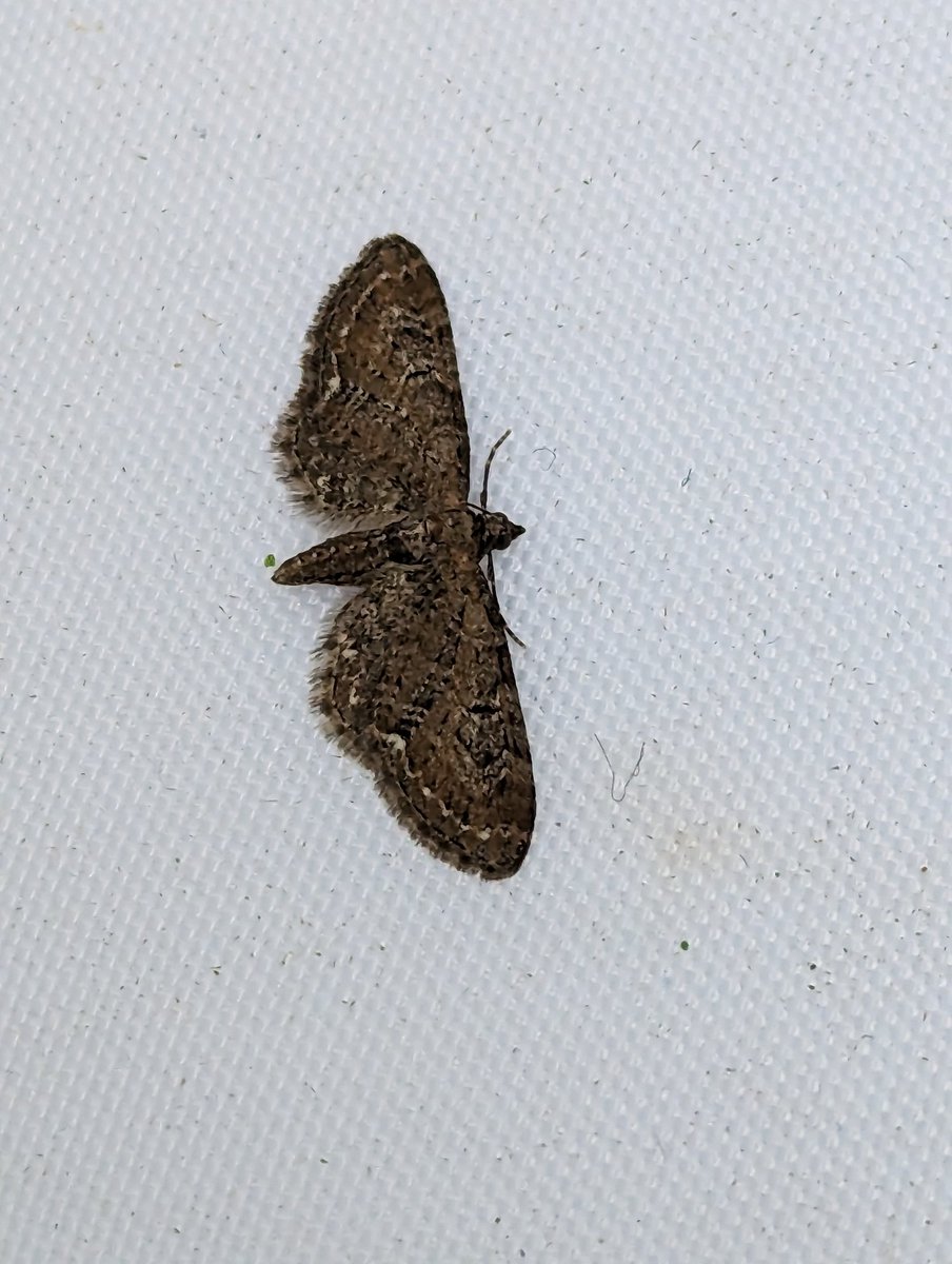 WolfieUpNorth's tweet image. So are these 2 Green Pugs at it? 2 and 3 Mottled 4 Common? #Pugfusion @FlyinginFordham @MOTHIDUK