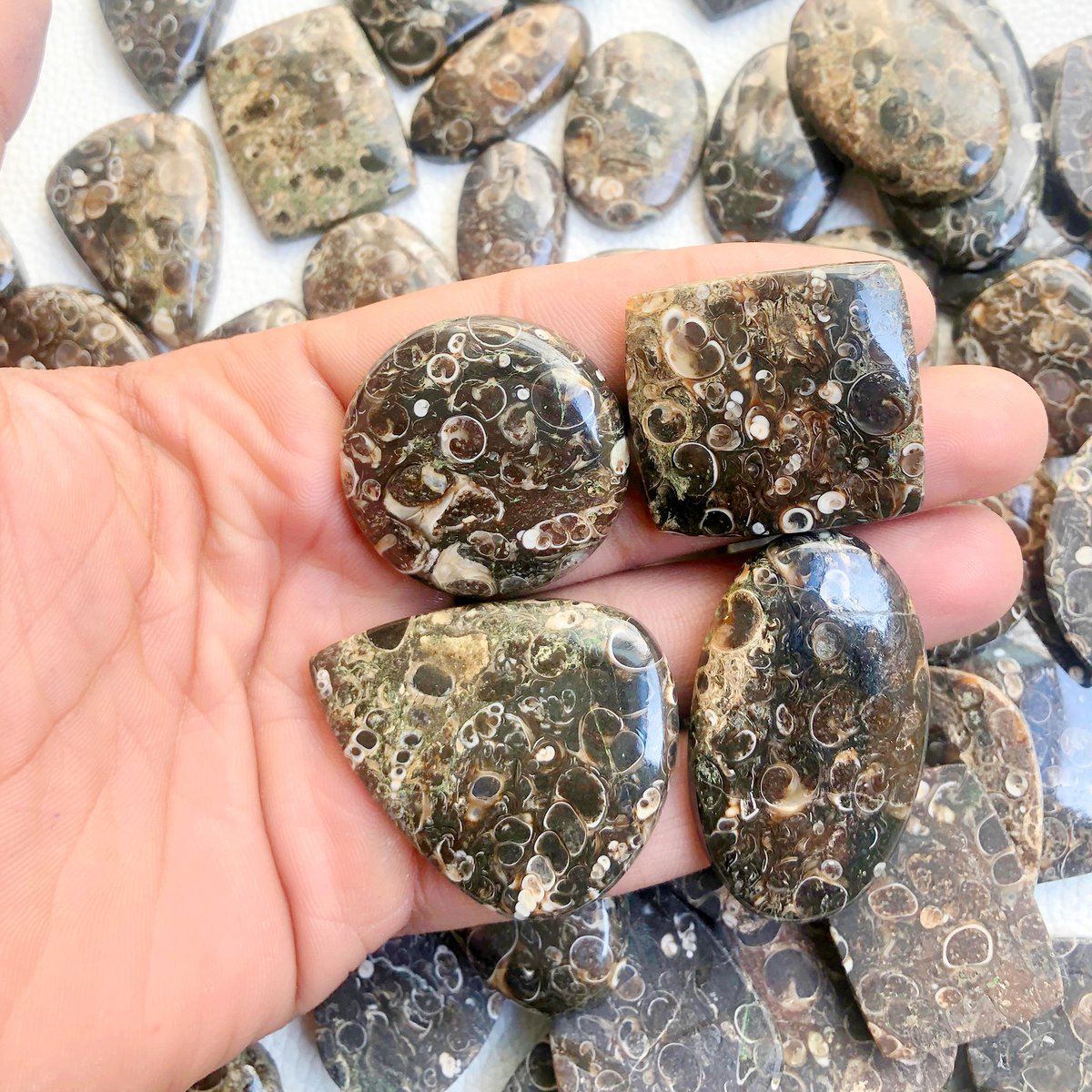fizasagems's tweet photo. Turritella wholesale lot

We accept payment through 
PayPal/Bank Transfer •100% secure

1 KG Lot-( $199USD) 
3 KG Lot-( $557USD)
5 KG Lot-( $911USD)  

$ 25.99 USD Express shipping

#turritella #turritellajewelry 
#turritellaagate #turritellajewelry #turritellapendant https://t.co/6eVMfc2zg2