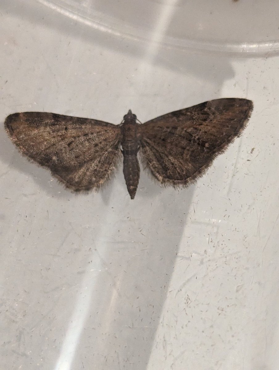 WolfieUpNorth's tweet image. So are these 2 Green Pugs at it? 2 and 3 Mottled 4 Common? #Pugfusion @FlyinginFordham @MOTHIDUK