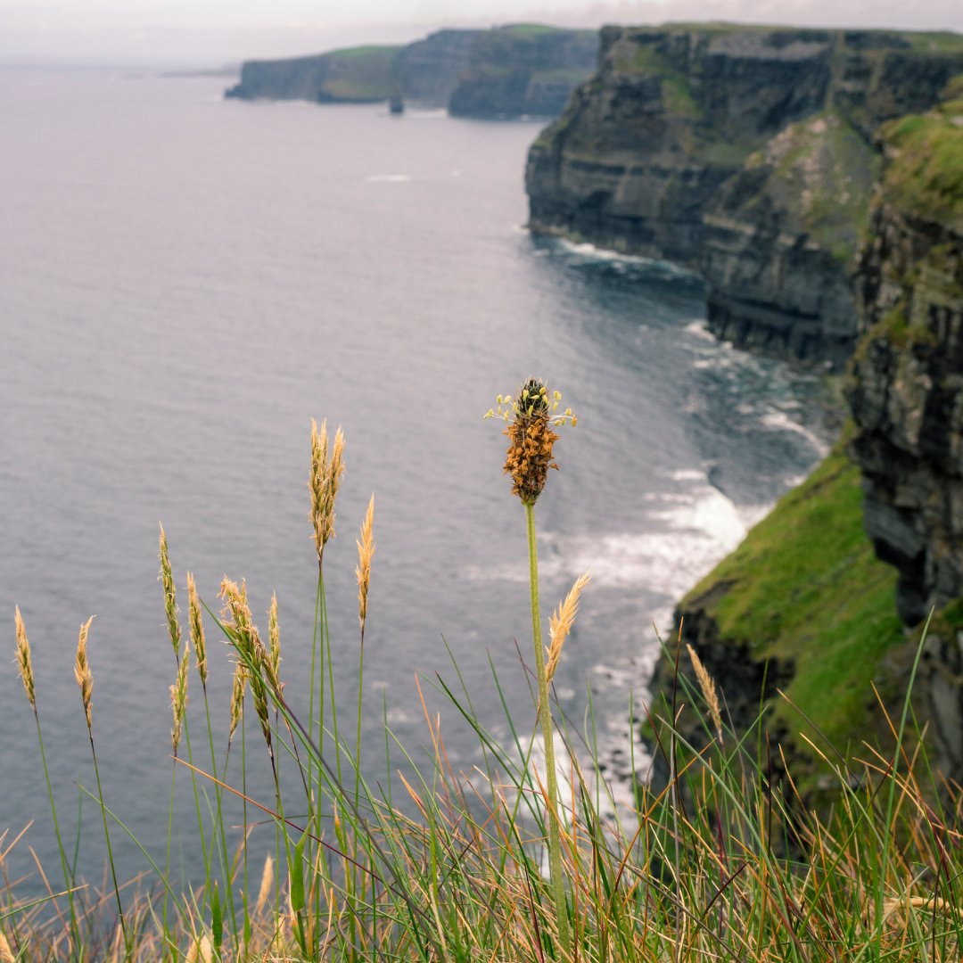 On the edge of Ireland, the wild things grow...🌾🌾🌾

📍The Cliffs of Moher 

Courtesy of Xeip 

#wildatlanticway #ireland #wildrovertours #ttot #rtw #travel #TravelMassive #TBEX #traveling #traveltuesday #adventure #cliffsofmoher #photooftheday #wildroverdaytours