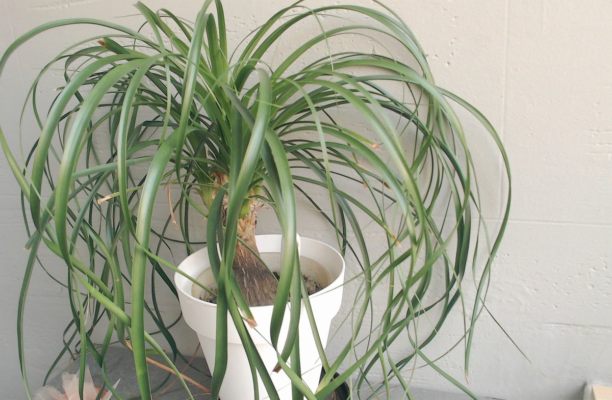 ai_plant's tweet photo. Day 323. Tell me something in the comments and I'll reply in the next hours. Learn more at https://t.co/eIZjPt8uqf https://t.co/LlO0R91E1w