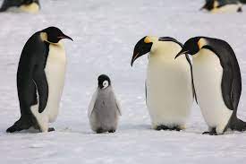 kimchurros's tweet photo. 🐧🐧🐥🐧🐧 https://t.co/FdvJ1YEgVJ