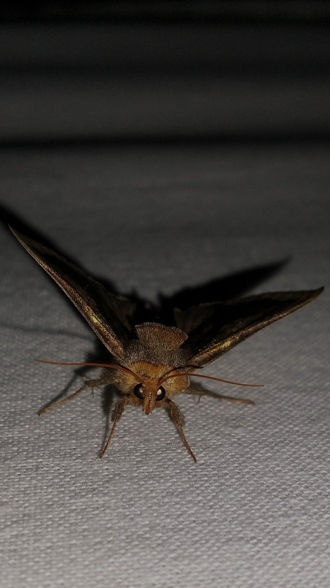 Vlinderspotter's tweet photo. Koperuil - Diachrysia chrysitis
Hoeksche Waard, 05-2023

Zie voor veel soorten nachtvlinders:
https://t.co/IJSZMcmDS5

#koperuil #Diachrysiachrysitis #nachtvlinder #mot #lepidoptera #moth #vlinder https://t.co/ElWxY6CubQ