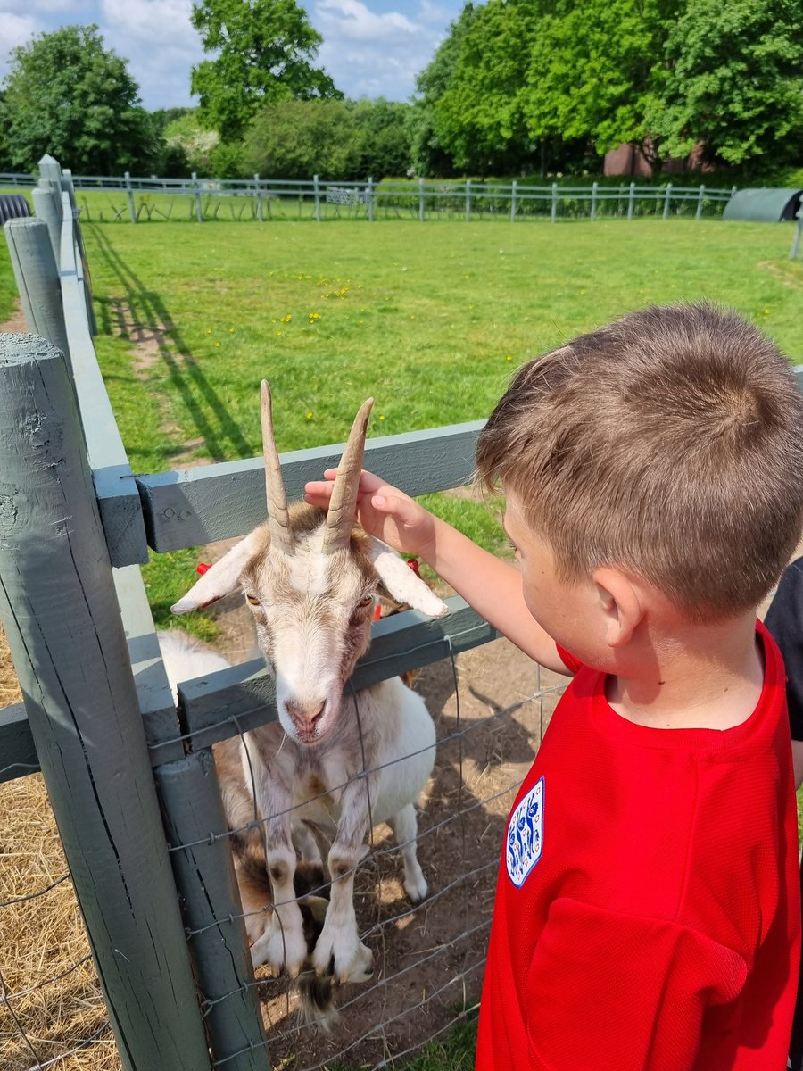 Meadowside Year 4 Cedar tweet media