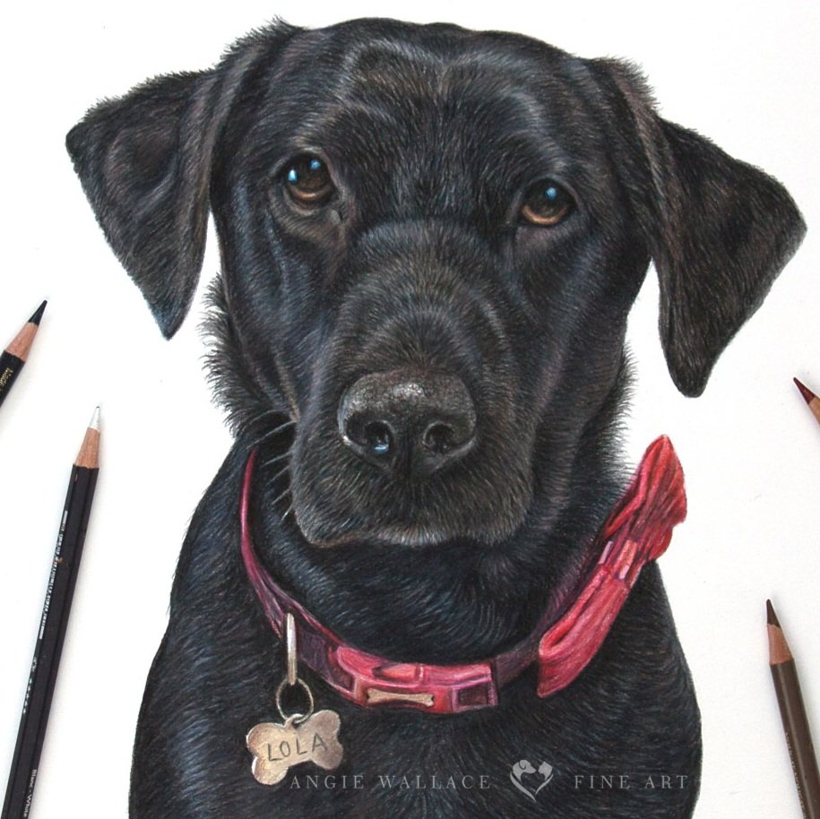 Here's Lola's finished portrait.  Lola was a much loved family pet.Her family were heartbroken to lose her tragically at the age of 8 to a heart condition. I hope this picture will be a lasting memory for them
#blacklabrador #blacklab #labrador #petportrait #colouredpencils #art