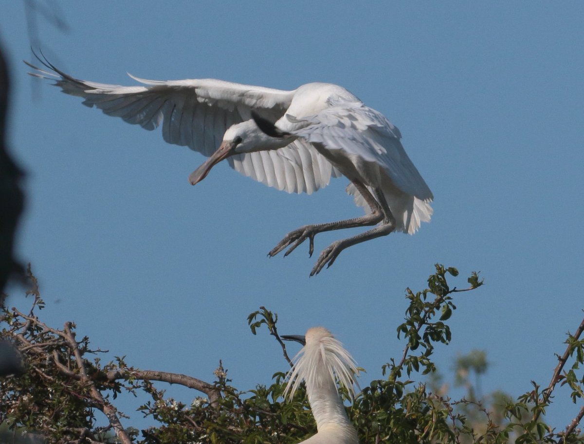 Been a great few days out on the marsh at Holkham, the Glossy Ibis flock passing through particularly spectacular, but seeing the first young Spoonbill of 2023 taking to the wing as equally special